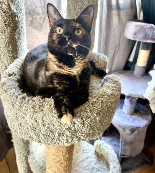 Rescue Domestic Short Hair Cats for Adoption in Camden, South Carolina - Pinot Meow | PetCurious