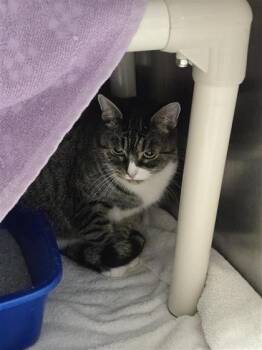 Précieuse -  Domestic Medium Hair and Domestic Short Hair Cat for Adoption in Montreal, Quebec - Précieuse | PetCurious