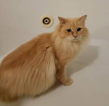 Rescue Domestic Long Hair Cats for Adoption in Ladson, South Carolina - Cheeto | PetCurious