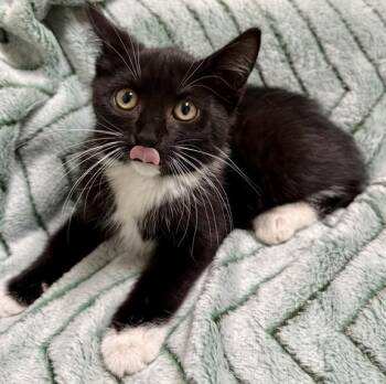 Lucy -  Domestic Short Hair Cat for Adoption in Gary, Indiana - Lucy | PetCurious