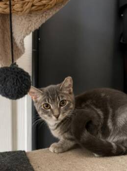 Crumpet Gray -  Domestic Short Hair and Tabby Cat for Adoption in Chandler, Arizona - Crumpet Gray | PetCurious