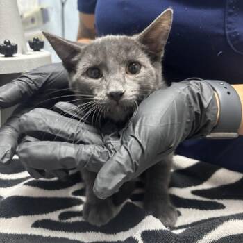 Rocky -  Domestic Short Hair Cat for Adoption in Riverside, California - Rocky | PetCurious