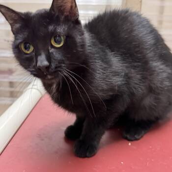 Domestic Short Hair Cats Available for Adoption in Logan, Ohio - Buffy  | PetCurious