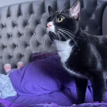 Sebastian -  Domestic Short Hair Cat for Adoption in West Palm Beach, Florida - Sebastian | PetCurious