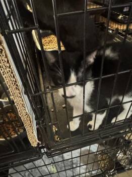 Martini -  Domestic Short Hair Cat for Adoption in Plumerville, Arkansas - Martini | PetCurious