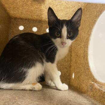 Chickadee -  Domestic Short Hair Cat for Adoption in Reno, Nevada - Chickadee | PetCurious