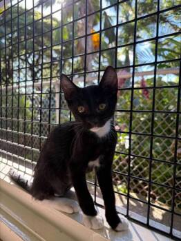 Kurt -  Domestic Short Hair Cat for Adoption in Honolulu, Hawaii - Kurt | PetCurious