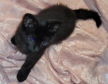 Domestic Short Hair Cats Available for Adoption in Lawrenceville, Georgia - Ace | PetCurious