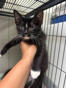 Johnny Cage -  Domestic Short Hair Cat for Adoption in Blountville, Tennessee - Johnny Cage | PetCurious