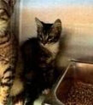 Domestic Short Hair Cats Available for Adoption in Dayton, Minnesota - Checkers | PetCurious