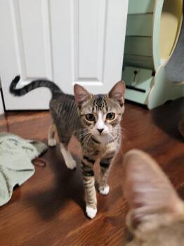 Domestic Short Hair Cats Available for Adoption - Autumn | PetCurious