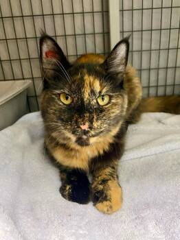 Domestic Medium Hair Cats Available for Adoption in Grants Pass, Oregon - Flower | PetCurious