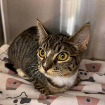 Tabby and Domestic Short Hair Cats Available for Adoption in Antioch, California - Braelynn | PetCurious