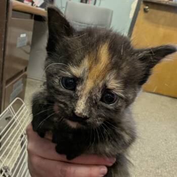 May -  Domestic Short Hair Cat for Adoption in Columbia, Missouri - May | PetCurious