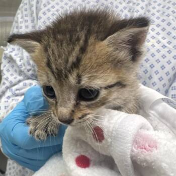Tabitha -  Domestic Short Hair Cat for Adoption in West Palm Beach, Florida - Tabitha | PetCurious