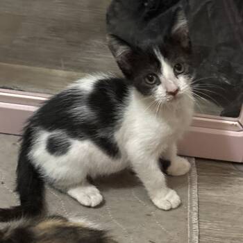 Rescue Domestic Short Hair Cats for Adoption in Hinesville, Georgia - Bart | PetCurious