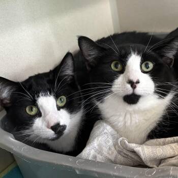 Fig & Leaf -  Domestic Short Hair Cat for Adoption in Eatontown, New Jersey - Fig & Leaf | PetCurious