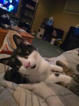 Rescue Domestic Short Hair Cats for Adoption in Arthur, Ontario - Spooky | PetCurious