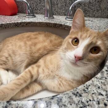 Rescue Domestic Short Hair Cats for Adoption in Magnolia, Texas - Blue | PetCurious