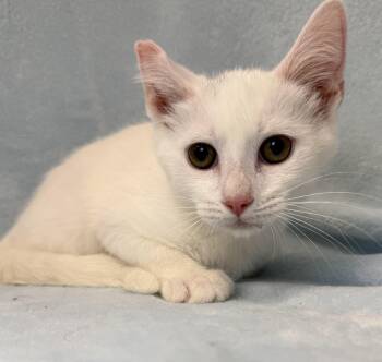 Pinocchio -  Domestic Medium Hair Cat for Adoption in Greensboro, North Carolina - Pinocchio | PetCurious