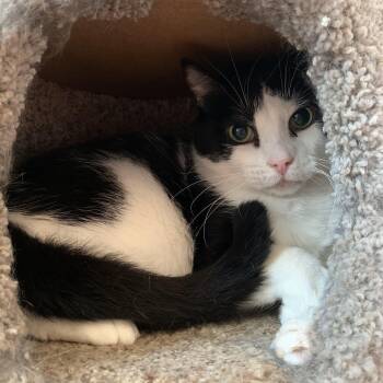 Rescue Domestic Short Hair Cats for Adoption in Buffalo, New York - Faith | PetCurious