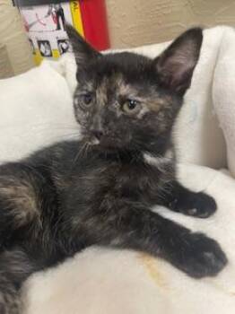 Tortoiseshell Cats Available for Adoption - Lexi | PetCurious