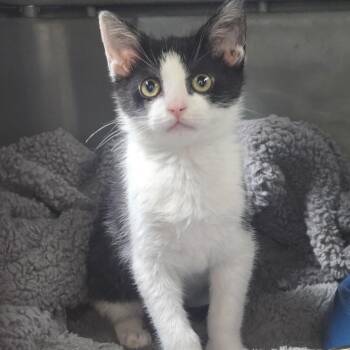 Konstantine -  Domestic Short Hair Cat for Adoption in Nashville, Tennessee - Konstantine | PetCurious