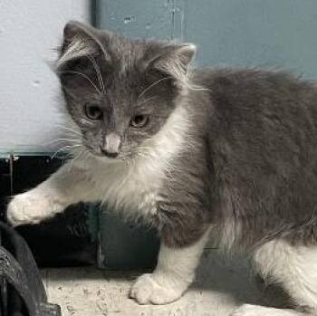Missy -  Domestic Long Hair Cat for Adoption in Spencer, Indiana - Missy | PetCurious