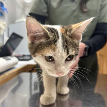 Apricot -  Domestic Short Hair Cat for Adoption in Baker City, Oregon - Apricot | PetCurious