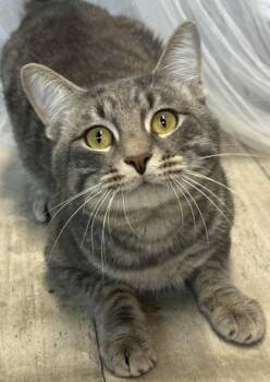 Rescue Domestic Short Hair Cats for Adoption in Shreveport, Louisiana - Gazza | PetCurious