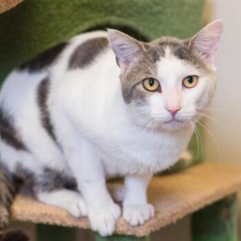 Randall -  Domestic Short Hair Cat for Adoption in Port Washington, New York - Randall | PetCurious