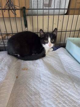 Rescue Domestic Short Hair Cats for Adoption in Clymer, Pennsylvania - Oreo | PetCurious