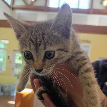 Bougie -  Domestic Short Hair Cat for Adoption in Lynchburg, Virginia - Bougie | PetCurious