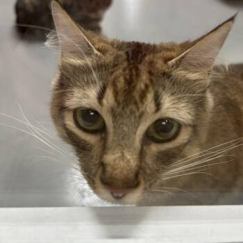 Domestic Long Hair Cats Available for Adoption in Dallas, Texas - Margret | PetCurious