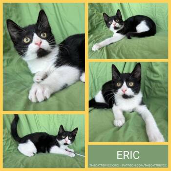 Eric -  Domestic Short Hair Cat for Adoption in Corpus Christi, Texas - Eric | PetCurious