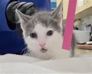 SIZZLE POP -  Domestic Short Hair Cat for Adoption in Camarillo, California - SIZZLE POP | PetCurious