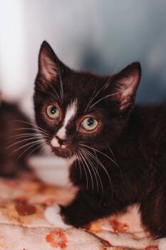 94826A Gilbert -  Domestic Short Hair Cat for Adoption in North Charleston, South Carolina - 94826A Gilbert | PetCurious