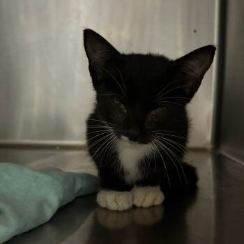 Rescue Domestic Short Hair Cats for Adoption in Chattanooga, Tennessee - Valeriana | PetCurious