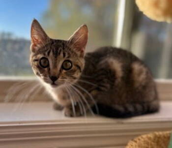 Rescue Domestic Short Hair Cats for Adoption in Minneapolis, Minnesota - Moss C4740 | PetCurious