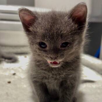 Crater -  Domestic Short Hair Cat for Adoption in Lynchburg, Virginia - Crater | PetCurious