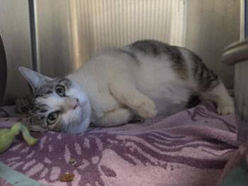 Domestic Short Hair Cats Available for Adoption - NENA | PetCurious