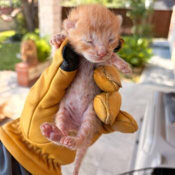 Domestic Short Hair Cats Available for Adoption in Edinburg, Texas - Dandy 2 | PetCurious