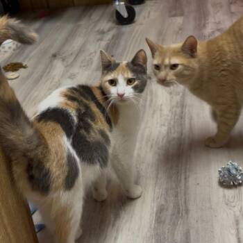 Calypso & Hermes -  Domestic Short Hair Cat for Adoption in Clifton, New Jersey - Calypso & Hermes | PetCurious