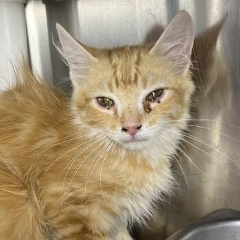James -  Domestic Short Hair Cat for Adoption in Palm Springs, California - James | PetCurious