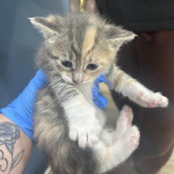 Domestic Short Hair Cats Available for Adoption in Newark, New Jersey - Olive | PetCurious