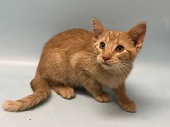 Sunfire -  Domestic Short Hair Cat for Adoption in Minneapolis, Minnesota - Sunfire | PetCurious