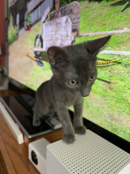 CeeCee -  Domestic Short Hair and Chartreux Cat for Adoption in Walled Lake, Michigan - CeeCee | PetCurious