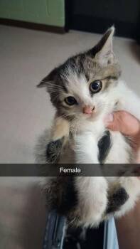 Domestic Short Hair Cats Available for Adoption in Burnsville, North Carolina - Fizzlepop | PetCurious