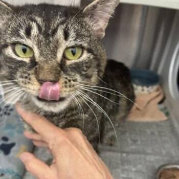 Scrum -  Domestic Short Hair Cat for Adoption in Pittsburgh, Pennsylvania - Scrum | PetCurious