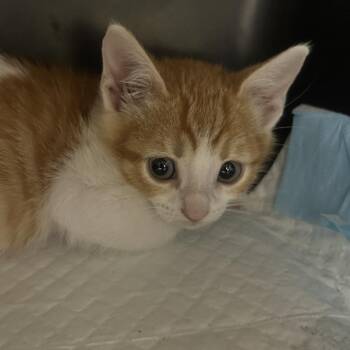 Circus -  Domestic Short Hair Cat for Adoption in Salt Lake City, Utah - Circus | PetCurious
